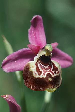 Ophrys gracilis \ Zierliche Hummel-Ragwurz, I  Cilento 4.6.2002 