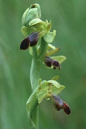 Ophrys sulcata \ Gefurchte Braune Ragwurz / Furrowed Dull Orchid (Höhe/alt. ~600 m, gleichzeitig/simultaneously O.bertolonii, Or.italica, S.lingua), I  Toscana, Monticello Amiata 1.5.1989 