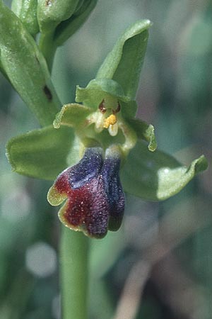 Ophrys sulcata \ Gefurchte Braune Ragwurz (Höhe 400 m, aufblühend), I  Umbrien, Passignano sul Trasimeno 3.5.1997 