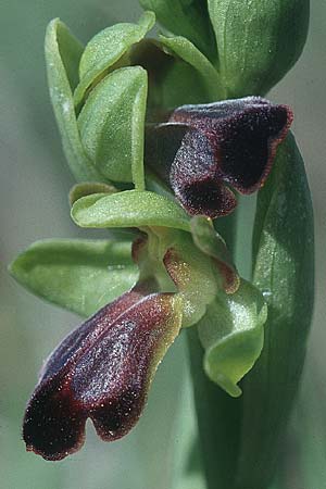 Ophrys sulcata \ Gefurchte Braune Ragwurz / Furrowed Dull Orchid (Höhe/alt. 400 m, aufblühend/starting), I  Umbrien/Umbria, Passignano sul Trasimeno 3.5.1997 