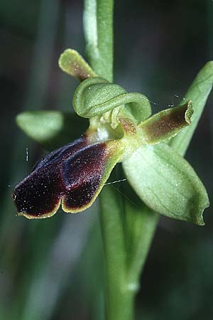 Ophrys sulcata \ Gefurchte Braune Ragwurz, I  Ligur.Appennin, Bore 12.5.2001 