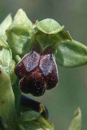 Ophrys sulcata \ Gefurchte Braune Ragwurz / Furrowed Dull Orchid (Höhe/alt. 380 m, gleichzeitig/simultaneously O.bertolonii, O.holoserica lorenae), I  Toscana, Monteverdi 14.5.2001 