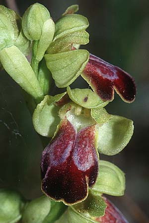 Ophrys sulcata \ Gefurchte Braune Ragwurz / Furrowed Dull Orchid (Höhe/alt. 540 m, gleichzeitig/simultaneously O.bertolonii, O.holoserica lorenae), I  San Gimignano 14.5.2001 