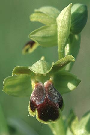 Ophrys sulcata \ Gefurchte Braune Ragwurz / Furrowed Dull Orchid, I  Emilia Romagna, Rioveggio 15.5.2004 