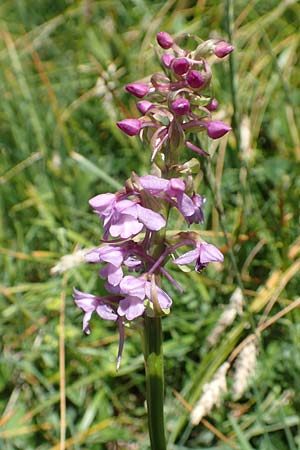 Gymnadenia conopsea s.l. \ Mücken-Händelwurz / Common Fragrant Orchid ('alpina'), I  Alpi Bergamasche, Pizzo Arera 7.6.2017 