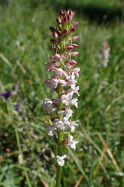 Gymnadenia odoratissima / Short-spurred Fragrant Orchid, I  Südtirol, Plätzwiese 5.7.2022 
