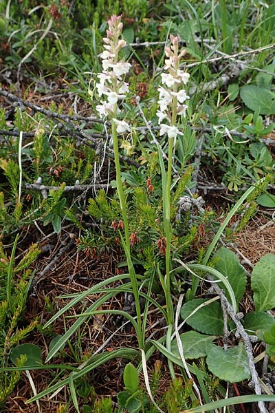 Gymnadenia odoratissima / Short-spurred Fragrant Orchid, I  Südtirol, Plätzwiese 5.7.2022 