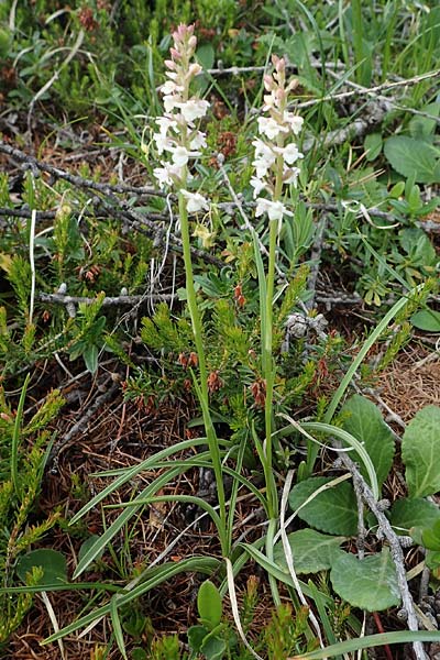 Gymnadenia odoratissima \ Wohlriechende Händelwurz, I  Südtirol, Plätzwiese 5.7.2022 