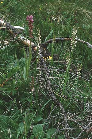 Gymnadenia odoratissima \ Wohlriechende Händelwurz / Short-spurred Fragrant Orchid (links/left 1 Gymnadenia conopsea), I  Madonna di Campiglio 21.7.1989 