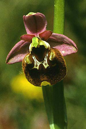 Ophrys appennina \ Appennin-Hummel-Ragwurz / Appennins Late Spider Bee Orchid, I  Abruzzen/Abruzzo Isernia 4.5.1989 