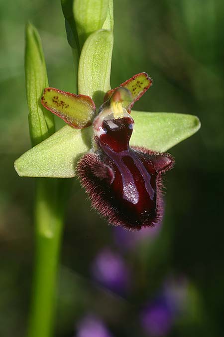 Ophrys gravinensis \ Gravina-Ragwurz / Gravina Bee Orchid, I  Apulien/Puglia, Gravina 25.4.2019 (Photo: Helmut Presser)