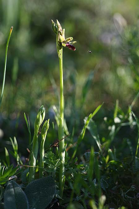 Ophrys gravinensis \ Gravina-Ragwurz / Gravina Bee Orchid, I  Apulien/Puglia, Gravina 25.4.2019 (Photo: Helmut Presser)