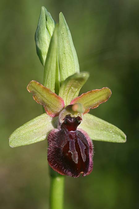 Ophrys gravinensis \ Gravina-Ragwurz, I  Apulien, Gravina 25.4.2019 (Photo: Helmut Presser)