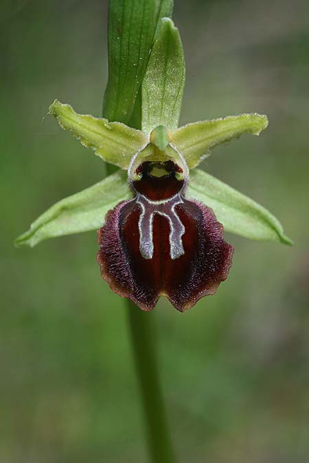 Ophrys gravinensis \ Gravina-Ragwurz, I  Apulien, Gravina 25.4.2019 (Photo: Helmut Presser)