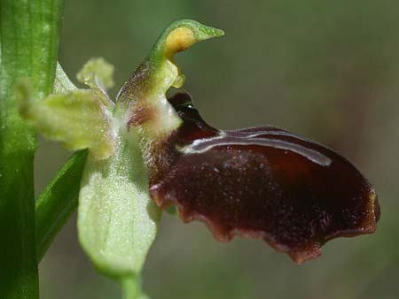 Ophrys gravinensis \ Gravina-Ragwurz / Gravina Bee Orchid (Locus classicus), I  Apulien/Puglia, Gravina 25.4.2019 (Photo: Helmut Presser)