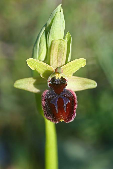 Ophrys gravinensis \ Gravina-Ragwurz / Gravina Bee Orchid, I  Apulien/Puglia, Gravina 25.4.2019 (Photo: Helmut Presser)