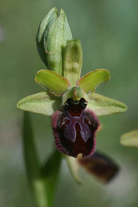 Ophrys gravinensis \ Gravina-Ragwurz, I  Apulien, Gravina 25.4.2019 (Photo: Helmut Presser)