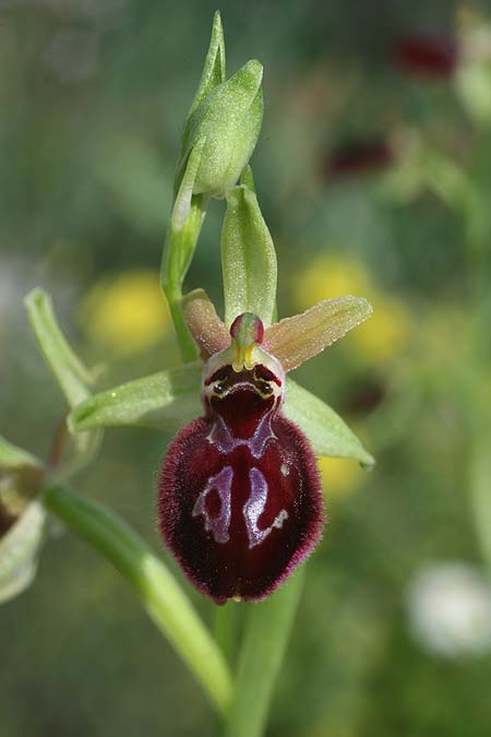Ophrys gravinensis \ Gravina-Ragwurz / Gravina Bee Orchid (Locus classicus), I  Apulien/Puglia, Gravina 25.4.2019 (Photo: Helmut Presser)