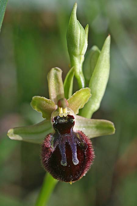 [click] Ophrys gravinensis, I   Apulien/Puglia, Gravina 25.4.2019 (Photo: Helmut Presser)