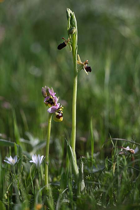 Ophrys gravinensis \ Gravina-Ragwurz / Gravina Bee Orchid, I  Apulien/Puglia, Gravina 25.4.2019 (Photo: Helmut Presser)