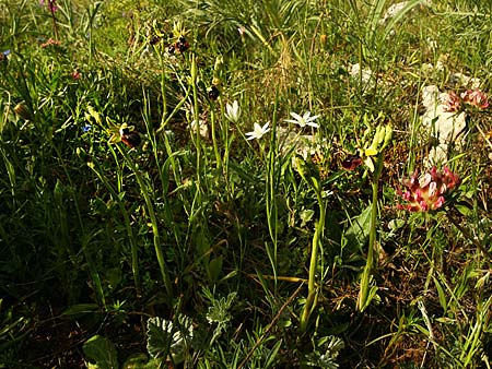 Ophrys gravinensis \ Gravina-Ragwurz / Gravina Bee Orchid, I  Apulien/Puglia, Gravina 25.4.2019 (Photo: Helmut Presser)