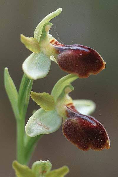 Ophrys bilunulata x garganica subsp. garganica, I   Promontorio del Gargano, Mattinata 10.4.1998 