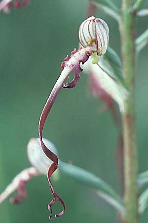Himantoglossum adriaticum \ Adriatische Riemenzunge / Adriatic Lizard Orchid, I  Trasimeno-See/Lake 1.6.2002 