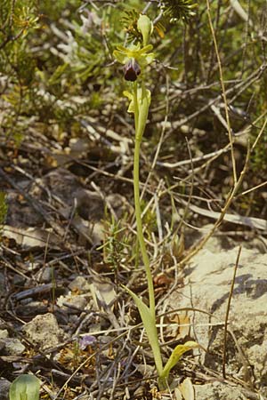 Ophrys sulcata \ Gefurchte Braune Ragwurz (hespera), I  Monte Argentario 25.4.1998 