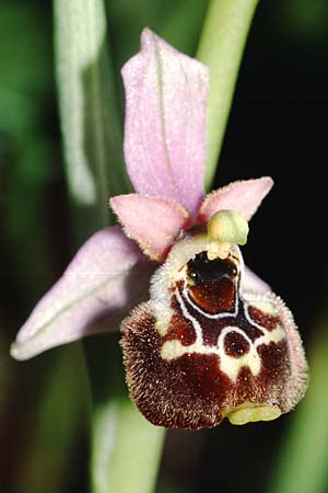 Ophrys pinguis \ Großblütige Hummel-Ragwurz / Large-Flowered Late Spider Bee Orchid (?), I  Cilento, Rutino 22.4.2003 