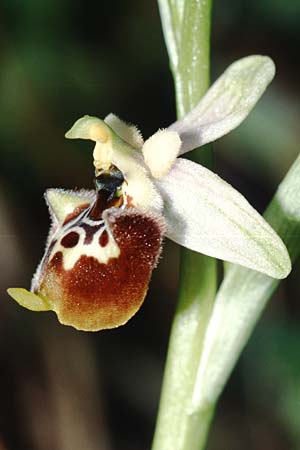 Ophrys pinguis \ Großblütige Hummel-Ragwurz / Large-Flowered Late Spider Bee Orchid (?), I  Cilento, Rutino 22.4.2003 