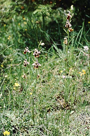 Ophrys appennina \ Appennin-Hummel-Ragwurz / Appennins Late Spider Bee Orchid, I  Majella, Passo San Leonardo 8.6.2002 