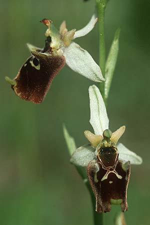 Ophrys holoserica / Late Spider Orchid, I  Friuli, Tagliamento Valley 2.6.2004 