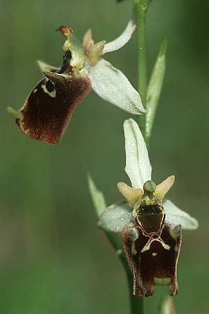 Ophrys holoserica \ Hummel-Ragwurz, I  Friaul, Tagliamento Tal 2.6.2004 