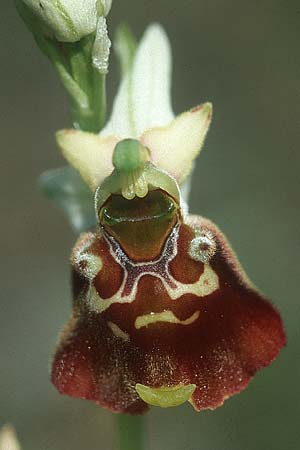 Ophrys holoserica \ Hummel-Ragwurz / Late Spider Orchid, I  Friaul/Friuli, Tagliamento Tal / Valley 2.6.2004 