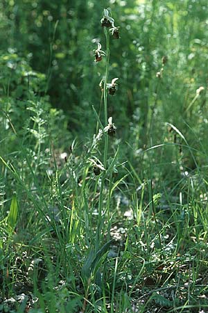 Ophrys holoserica / Late Spider Orchid, I  Friuli, Tagliamento Valley 2.6.2004 