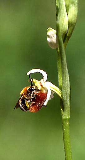 Ophrys holoserica subsp. lorenae, Eucera spec., I Emilia Romagna, Rioveggio S Bologna 7.6.03, Photo: Helmut Presser