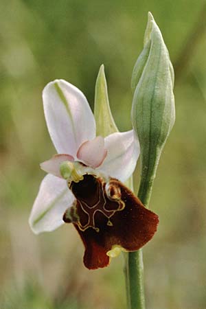 Ophrys pinguis \ Großblütige Hummel-Ragwurz / Large-Flowered Late Spider Bee Orchid (?), I  Monte Argentario 2.5.1989 