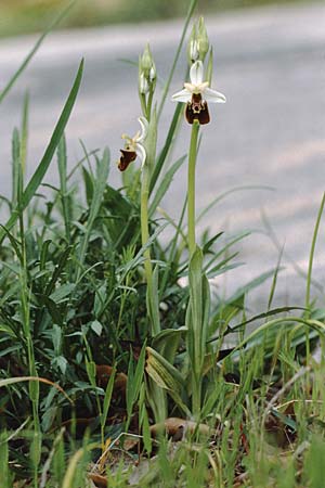 Ophrys pinguis \ Großblütige Hummel-Ragwurz / Large-Flowered Late Spider Bee Orchid (?), I  Monte Argentario 2.5.1989 