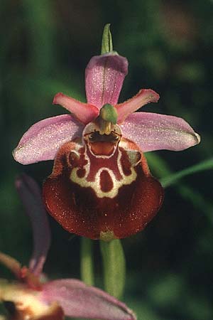Ophrys oxyrrhynchos subsp. celiensis \ Apulische Schnabel-Ragwurz / Apulian Beak Bee Orchid, I  Prov. Cosenza, Sant'Agata di Esaro 9.5.1989 