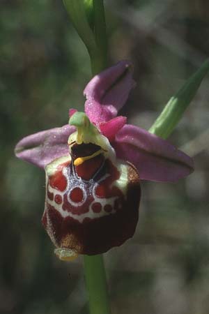 Ophrys oxyrrhynchos subsp. celiensis \ Apulische Schnabel-Ragwurz / Apulian Beak Bee Orchid, I  Tursi 10.5.1989 