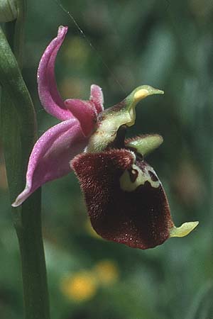 Ophrys dinarica \ Dinarische Ragwurz / Dinarian Orchid, I  Abruzzen/Abruzzo Montenero 13.5.1989 