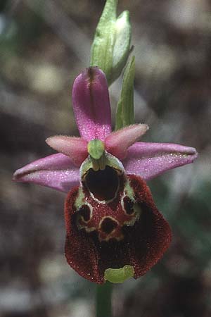 Ophrys dinarica \ Dinarische Ragwurz, I  Abruzzen Montenero 13.5.1989 