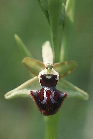 Ophrys incubacea \ Schwarze Ragwurz / Black Spider Orchid, I  Prov. Potenza, San Martino d'Agri 6.5.1989 