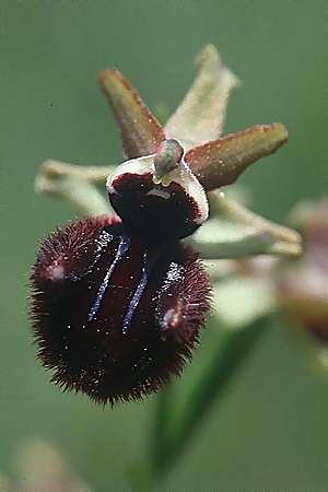 Ophrys incubacea \ Schwarze Ragwurz / Black Spider Orchid, I  Majella, Passo San Leonardo 8.6.2002 