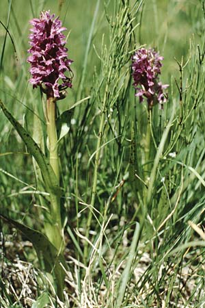 Dactylorhiza cruenta \ Blutrote Fingerwurz, Blutrotes Knabenkraut / Flecked Marsh Orchid, I  Sexten-Moos 5.7.1993 