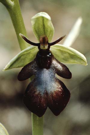 Ophrys insectifera \ Fliegen-Ragwurz / Fly Orchid, I  Gardasee, Torri del Benaco /  Lago del Benaco, Torri del Benaco 8.5.1986 