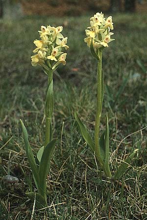 Dactylorhiza insularis \ Insel-Fingerwurz, Insel-Knabenkraut, I  Toscana, Monte Amiata 1.5.1989 