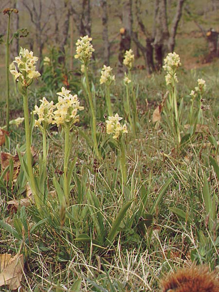 Dactylorhiza insularis \ Insel-Fingerwurz, Insel-Knabenkraut, I  Toscana, Monte Amiata 1.5.1989 