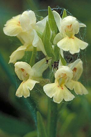 Dactylorhiza insularis \ Insel-Fingerwurz, Insel-Knabenkraut, I  Piaggine /  Cilento 4.6.2002 