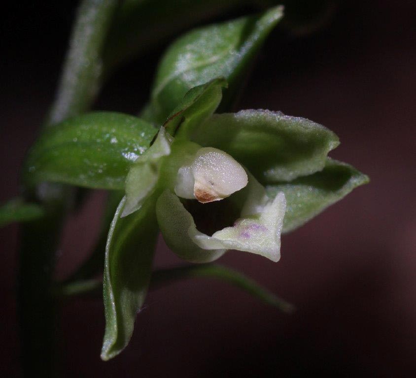 Epipactis ioessa \ Veilchenfarbene Ständelwurz, I  Basilicata, Mt. Calderosa 3.8.2013 (Photo: Helmut Presser)